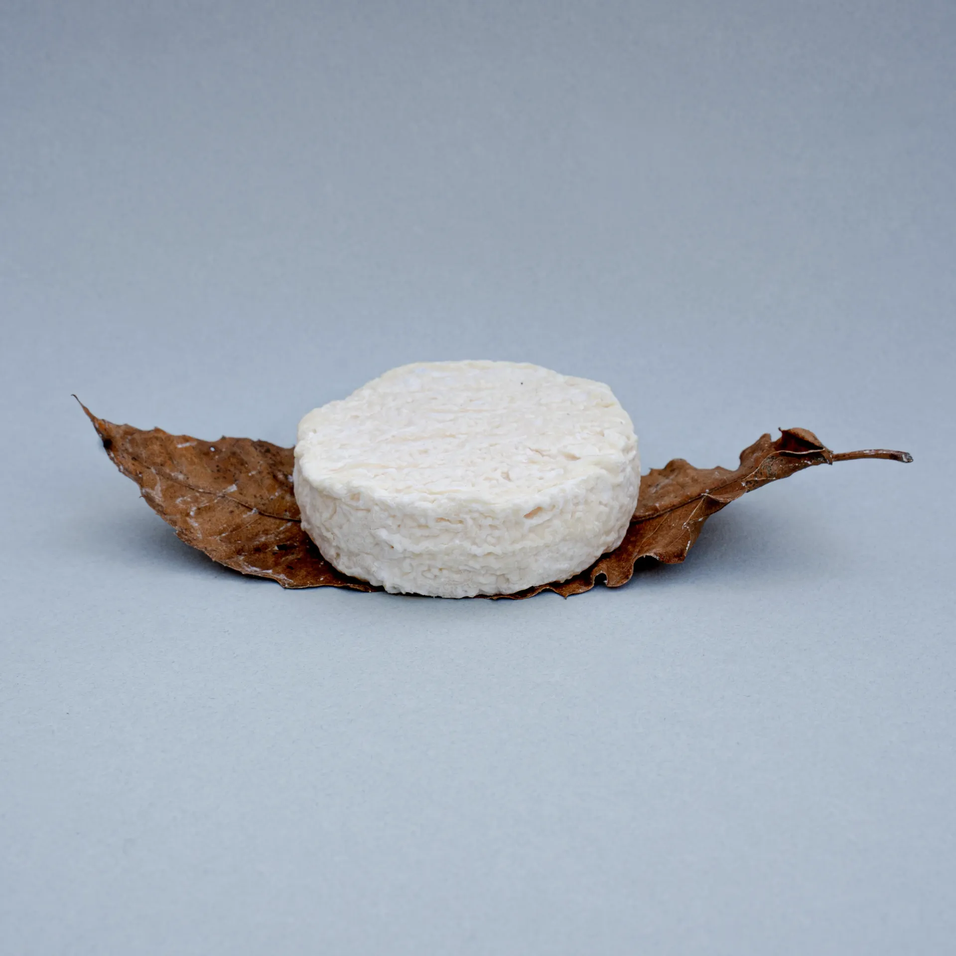 Mothais sur feuille